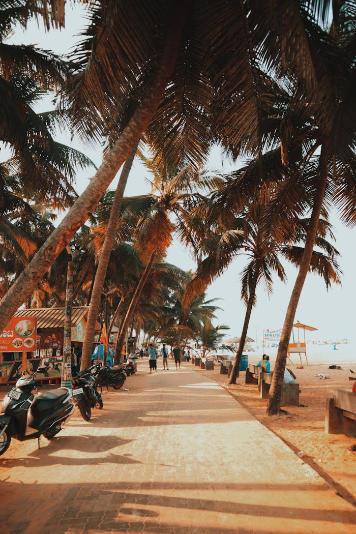A scenic coastal pathway lined with palm trees and scooters on a sunny day, embodying a tropical summer vibe.