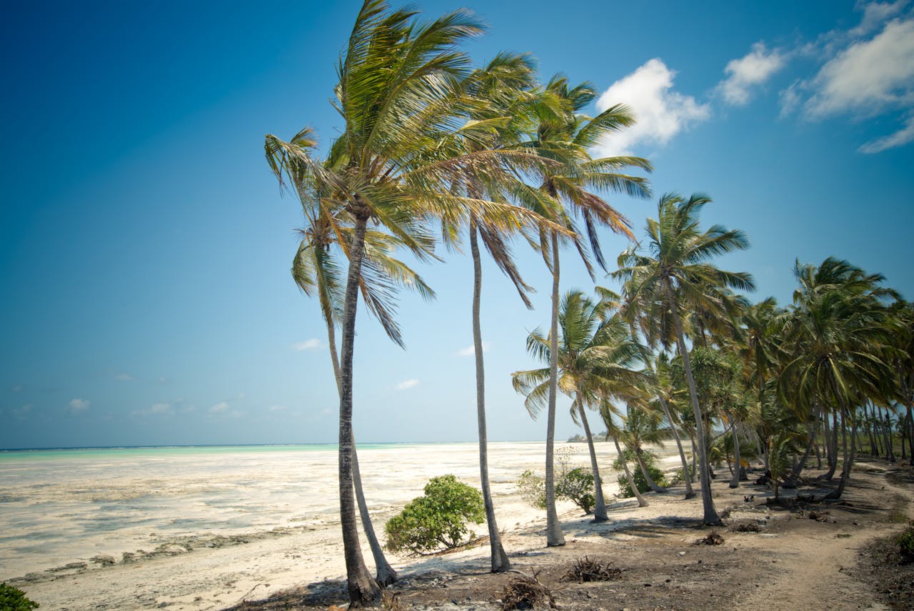 Serene tropical beach featuring palm trees, white sand, and a vibrant blue sky.